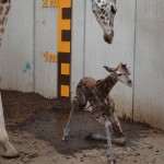 GaiaZOO - Geboorte girafe