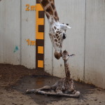 GaiaZOO - Geboorte girafe