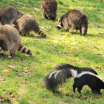 GaiaZOO - Stinkdieren en wasberen