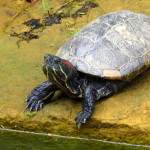 GaiaZOO - Roodwang schildpad