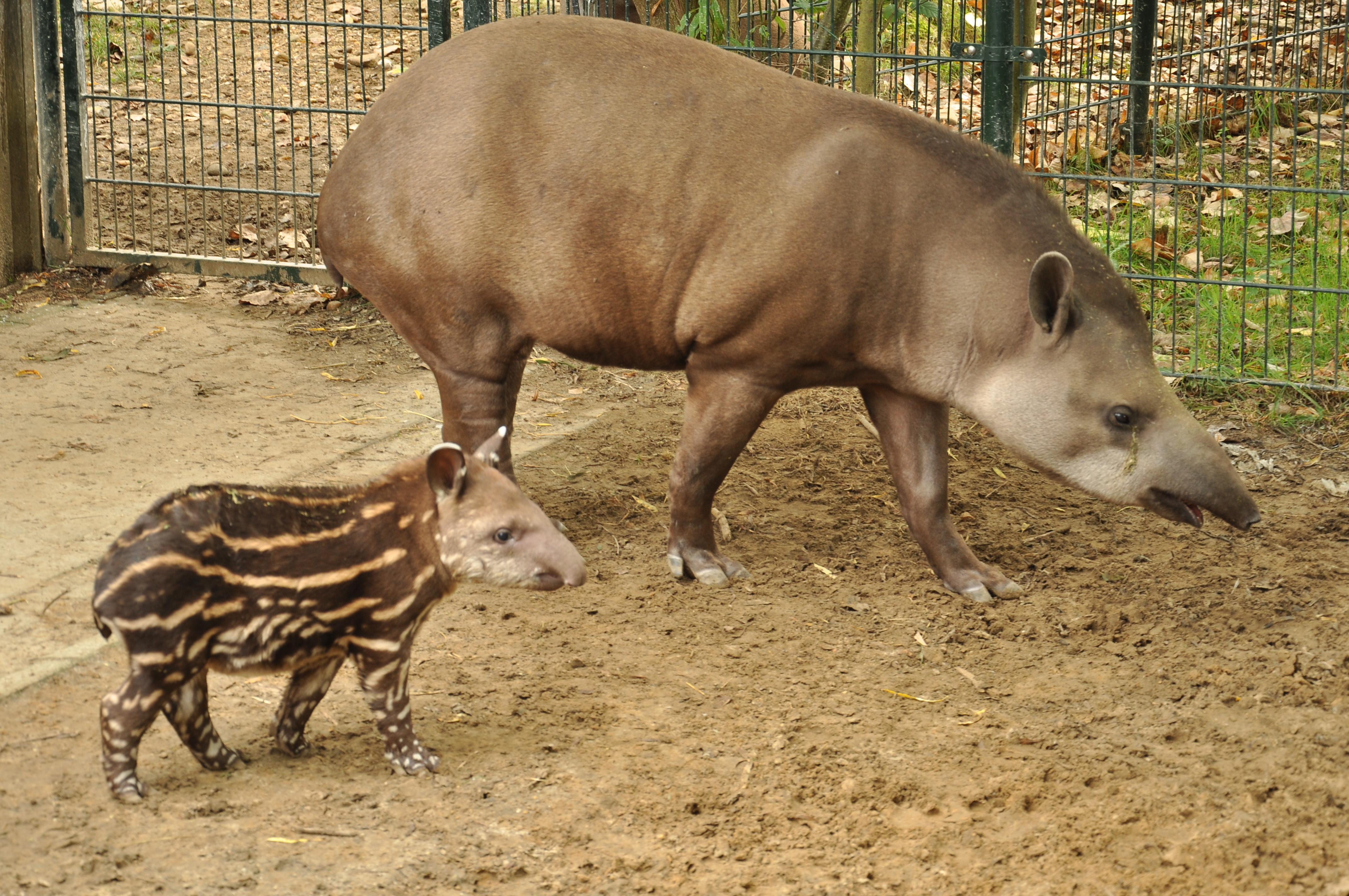 GaiaZOO - Tapir - Tapir met jong