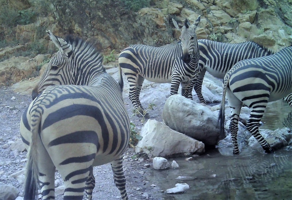 zebra in Olive Trail Namib-Naukluft NP - HUNT5182 cropped